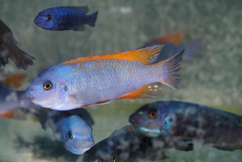 Labeotropheus trewavasae 'Makokola Reef'